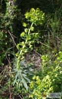 Euphorbia characias -- Palisadenwolfsmilch